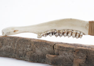 Tri color Translucent Obsidian Knife with Deer Jaw Handle