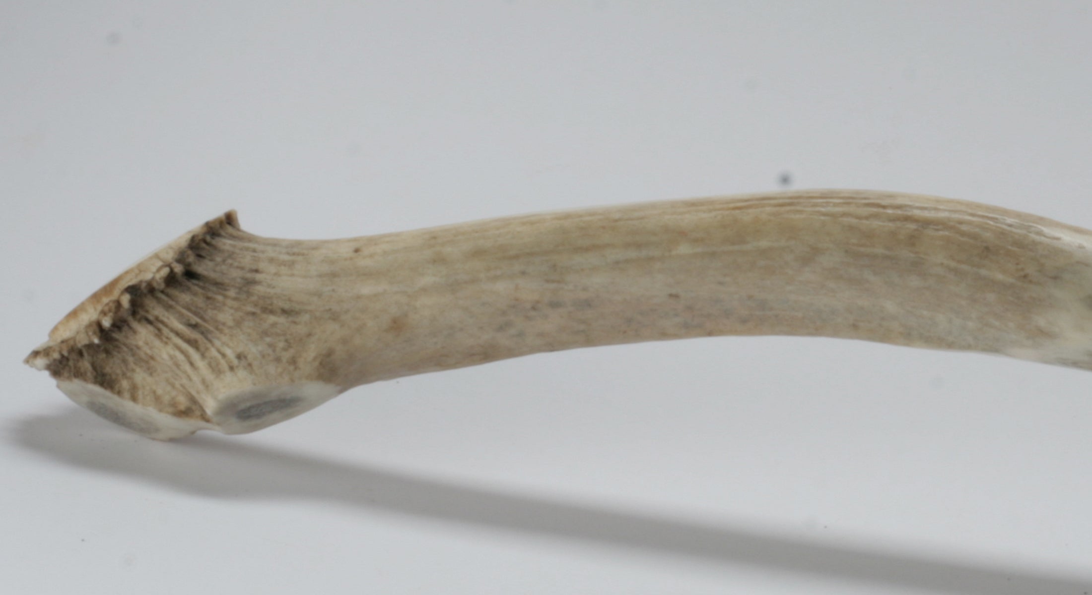 Blue Obsidian Knife with Elk Deer Antler Handle