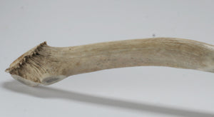 Blue Obsidian Knife with Elk Deer Antler Handle