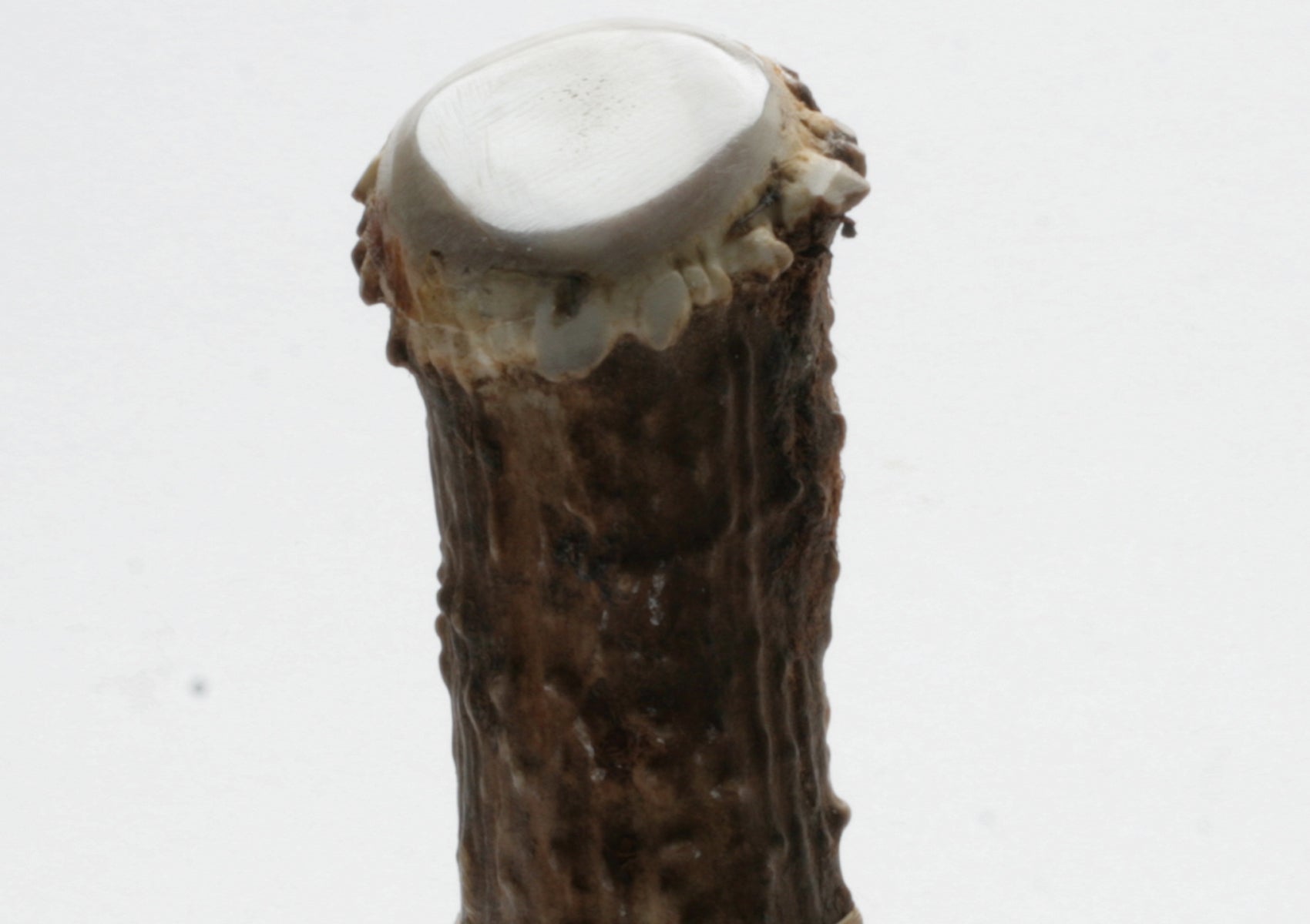 Transparent Obsidian Ulu with Deer Antler
