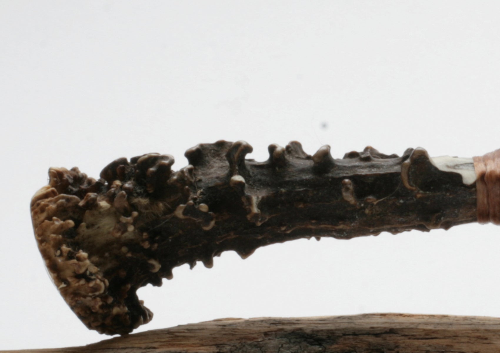 Transparent Obsidian Stone Knife with Roe Deer Antler