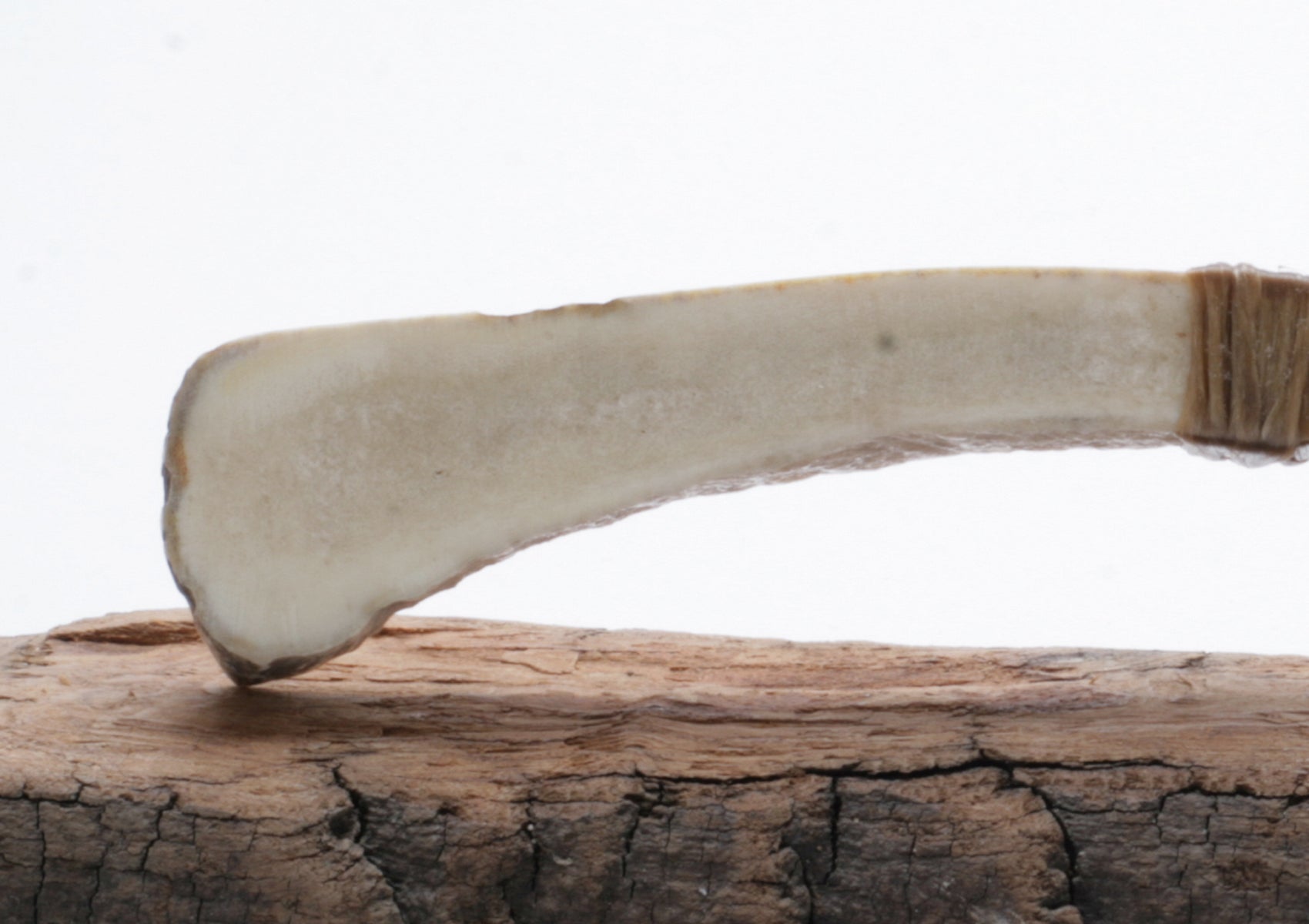 Tigert Obsidian Knife with Moose Deer Antler