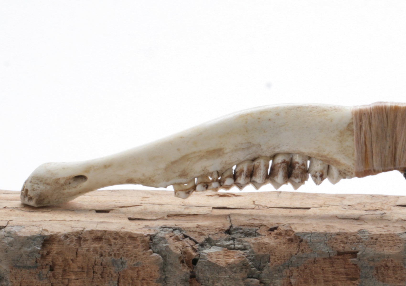 Tri Color Obsidian Knife with Deer Jaw Handle