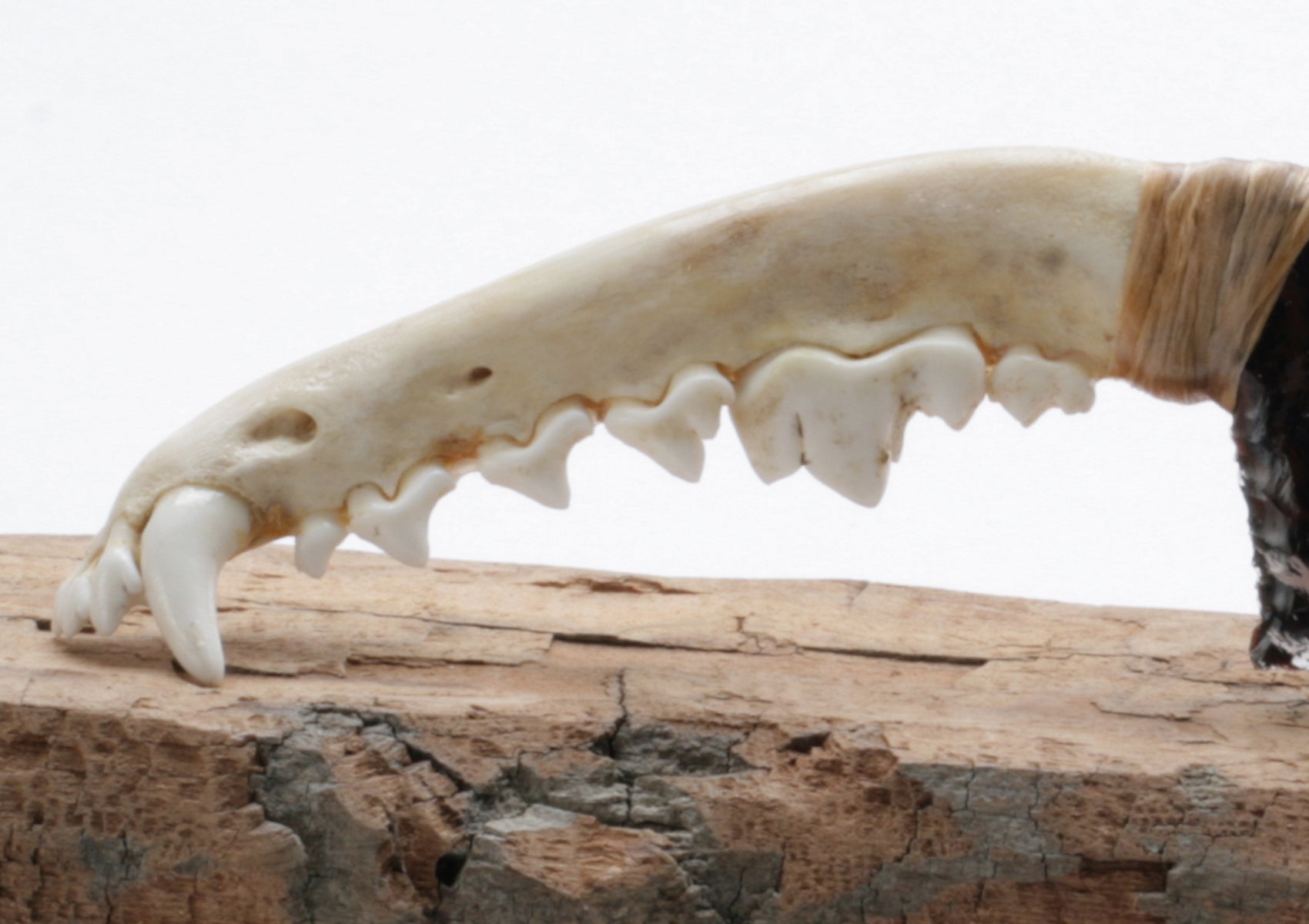 Tri Color Translucent Obsidian Knife with Coyote Jaw Handle