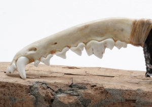 Tri Color Translucent Obsidian Knife with Coyote Jaw Handle