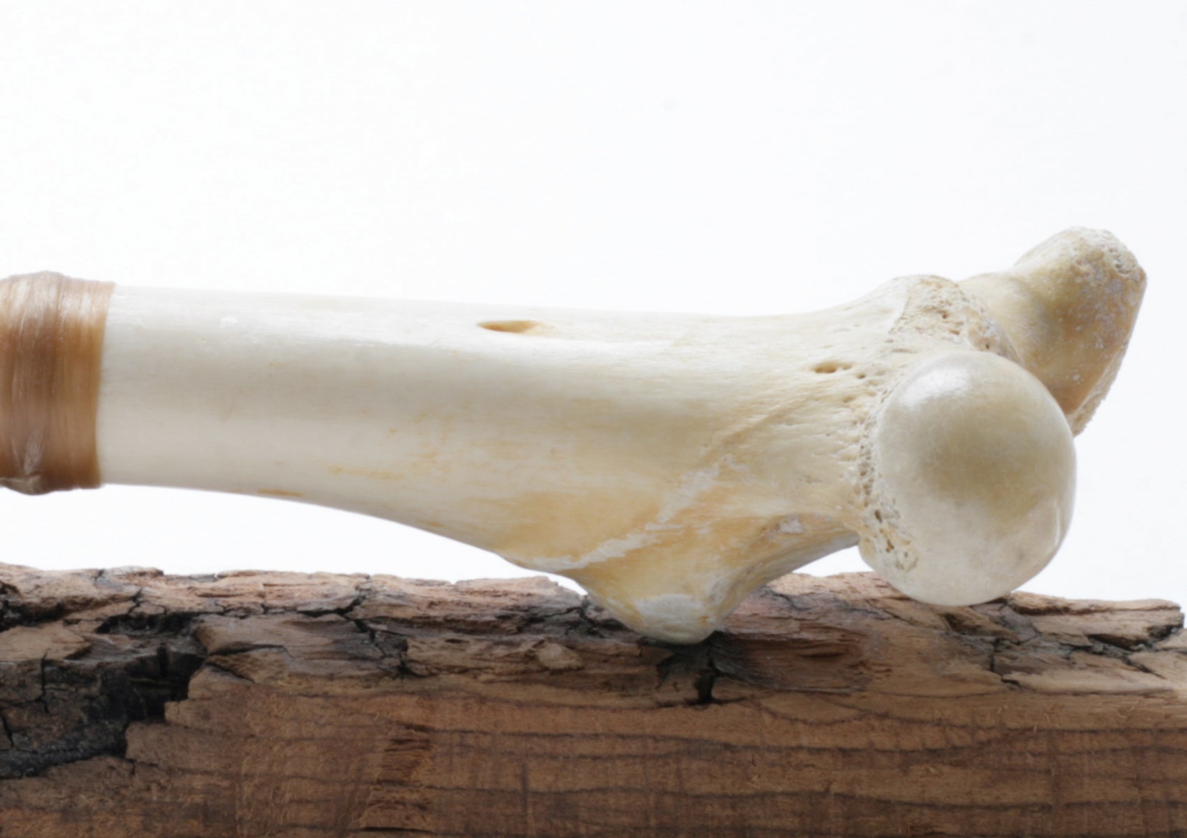 Tri Color Transparent Obsidian Knide with Deer Bone Handle